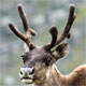 British Columbia Caribou