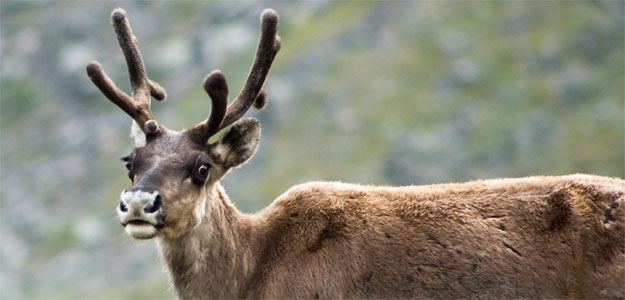 Caribou in British Columbia